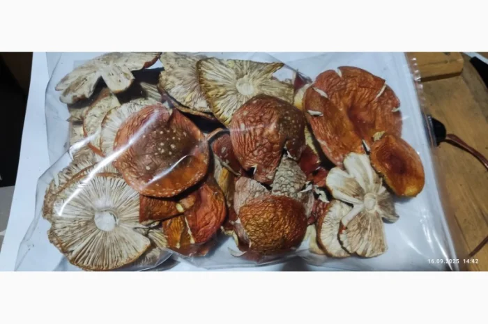 Мухомор другого сорту 25 року на продажу- фото № 1
