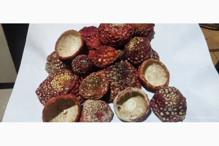 Мухомор молоді нерозкриті капелюшки на продаж- фото № 1