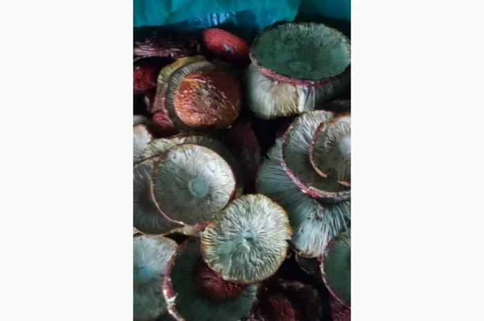 Мухомор молоді нерозкриті капелюшки на продаж- фото № 2