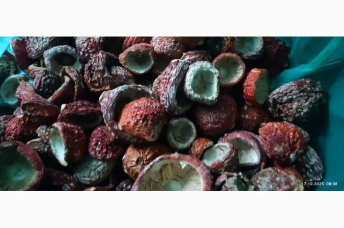 Мухомор відбірний 25 року, продажа- фото № 1