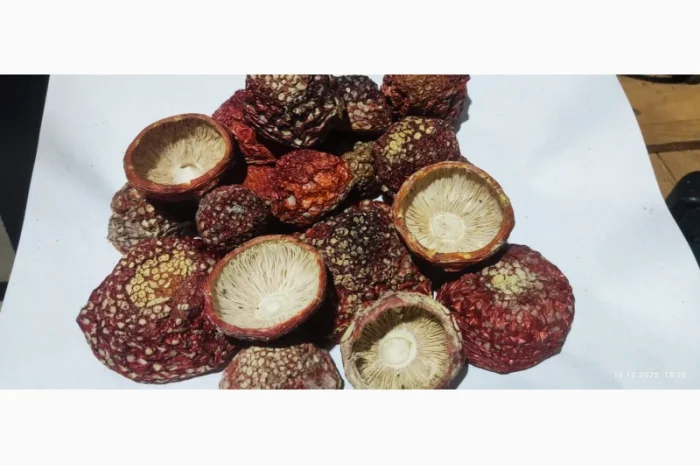 Мухомор відбірний 25 року, продажа- фото № 3