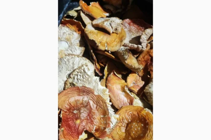 Мухомор свіжий 3 сорт, зібраний у 2025 році- фото № 1