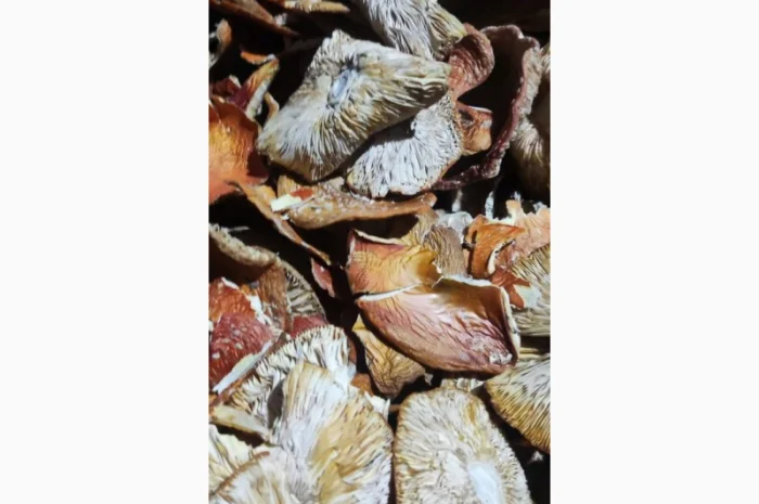 Мухомор свіжий 3 сорт, зібраний у 2025 році- фото № 2