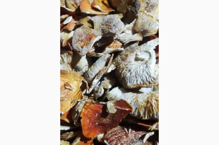 Мухомор свіжий 3 сорт, зібраний у 2025 році- фото № 3