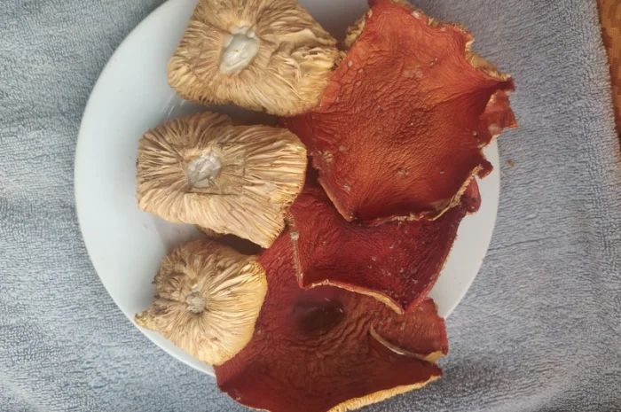 Порошок червоного мухомора на продажу- фото № 2