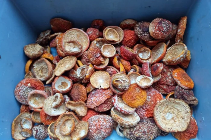 Продажа червоного мухомора без бруду- фото № 1