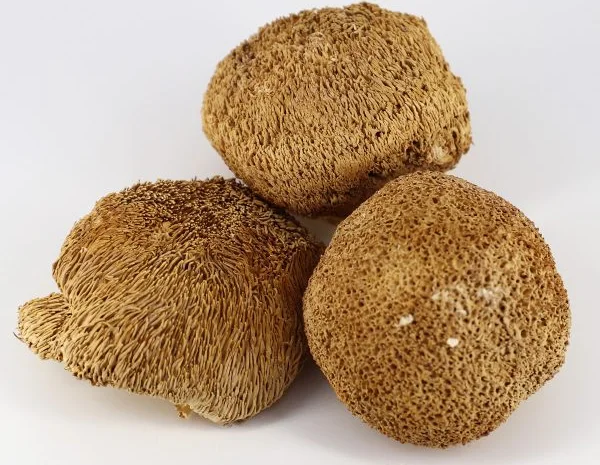 Продаж мухомора 1 сорту- фото № 1