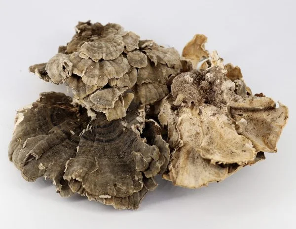 Продаж мухомора 1 сорту- фото № 6