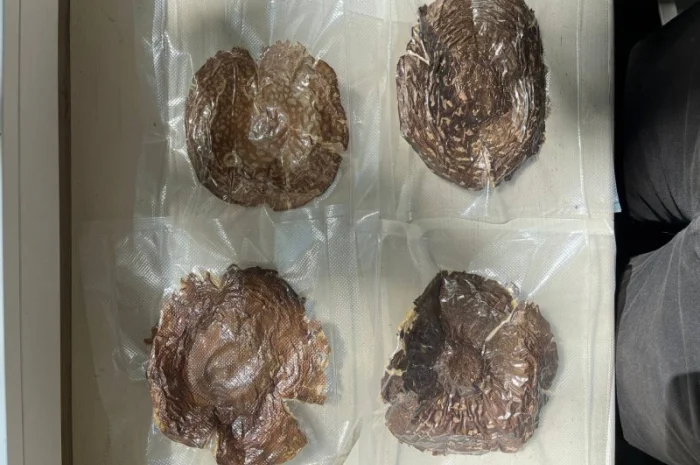 Продажа Мухомора Королівського- фото № 11