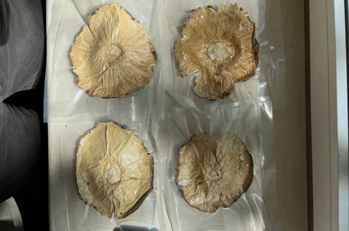 Продажа Мухомора Королівського- фото № 13