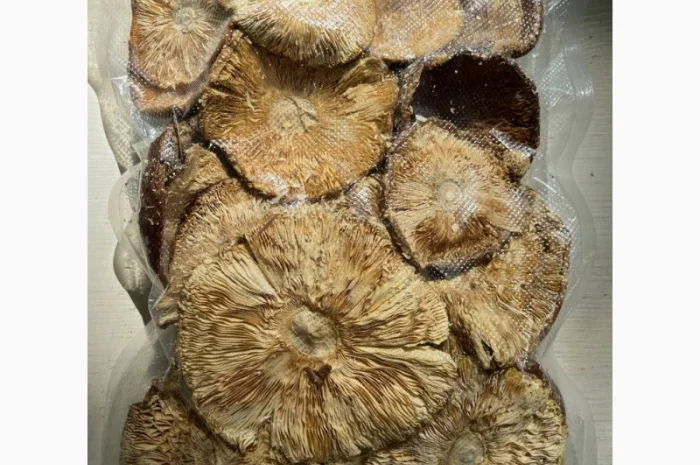 Продажа Мухомора Королівського- фото № 8