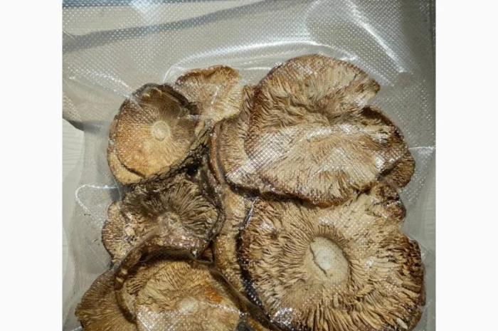 Продажа Мухомора Королівського- фото № 9