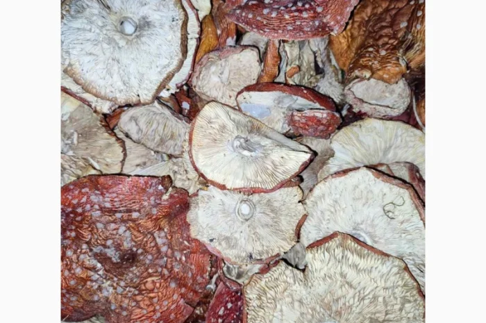 Продажа красных мухоморов- фото № 1