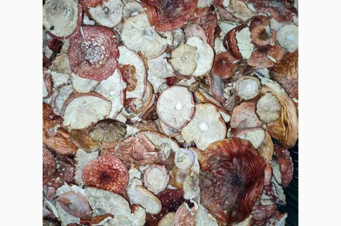 Продажа красных мухоморов- фото № 2