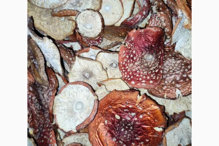 Продажа красных мухоморов- фото № 3