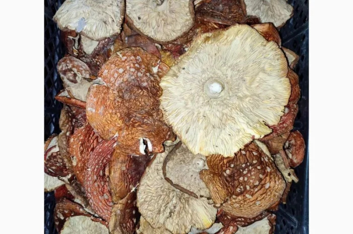 Продажа красных мухоморов- фото № 4