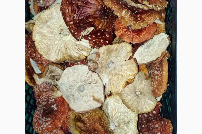 Продажа красных мухоморов- фото № 5