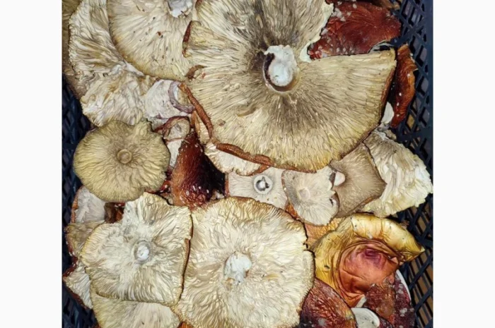 Продажа красных мухоморов- фото № 6