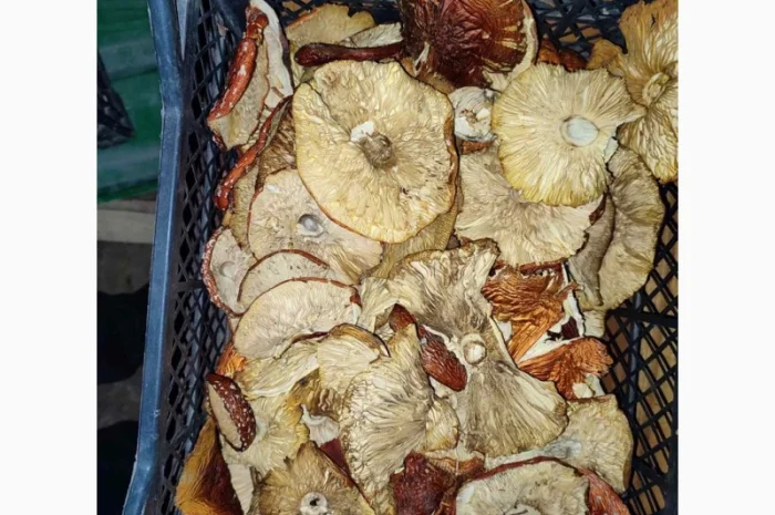 Продажа красных мухоморов- фото № 7