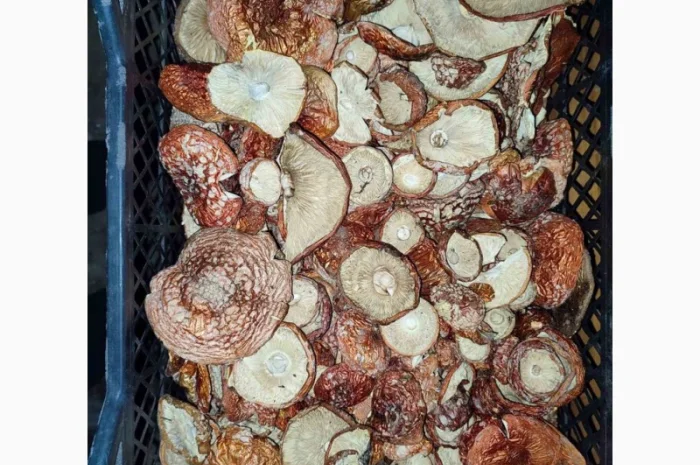 Продажа красных мухоморов- фото № 8