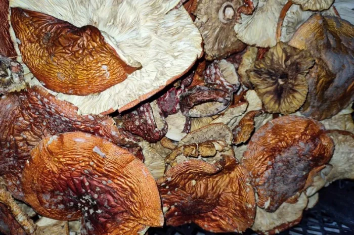 Продажа красных мухоморов- фото № 9