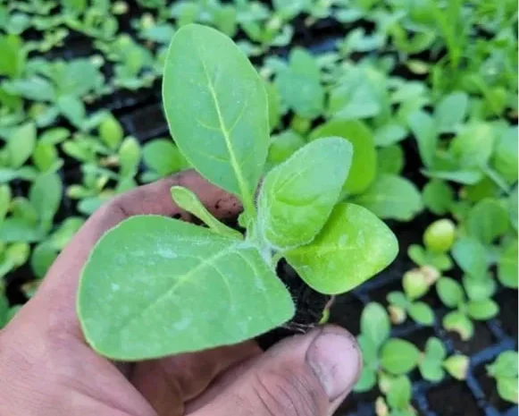 Розсада махорка гарної якості- фото № 1