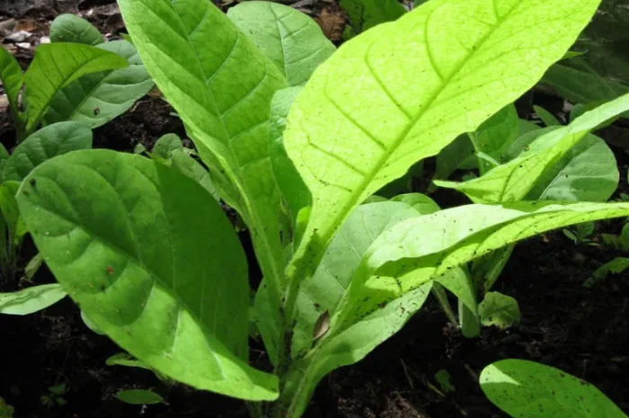 Махорка табак росада- фото № 1