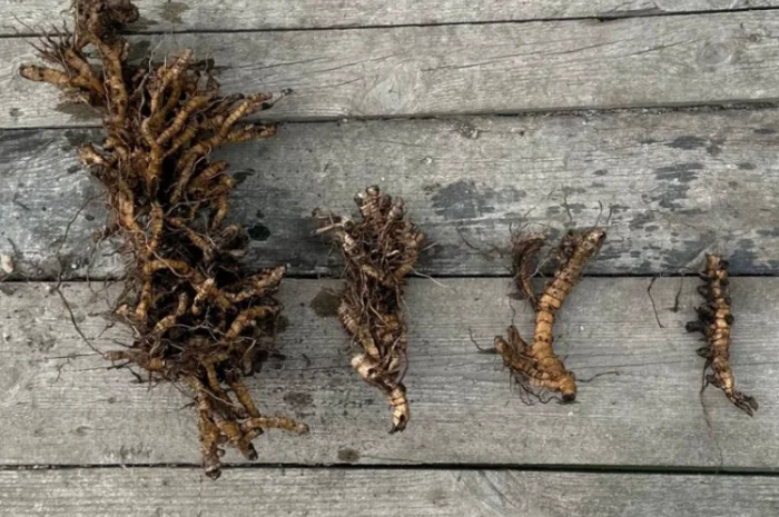 Різома Міскантуса- фото № 1