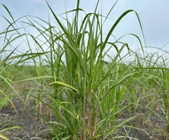 Різома Міскантуса- фото № 3