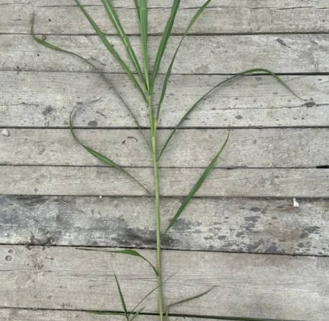 Різома Міскантуса- фото № 2