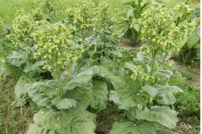 Продам самосад- фото № 1