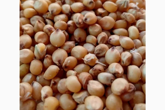 Сорго харчове Самаран 6 - продажа- фото № 1