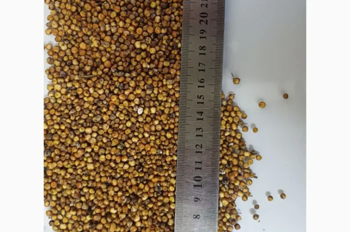 Продажа червоного сорго вр.2025- фото № 1