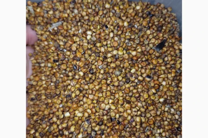 Продажа червоного сорго вр.2025- фото № 2