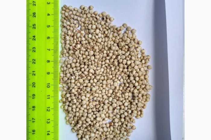 Сорго біле на продаж- фото № 1