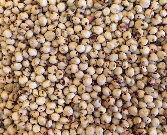 Куплю біле Сорго- фото № 1