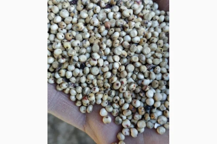 Куплю сорго біле і червоне- фото № 1