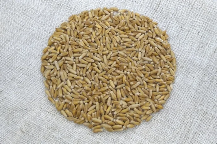 Продаж насіння тритикале дворучки Єгор- фото № 1