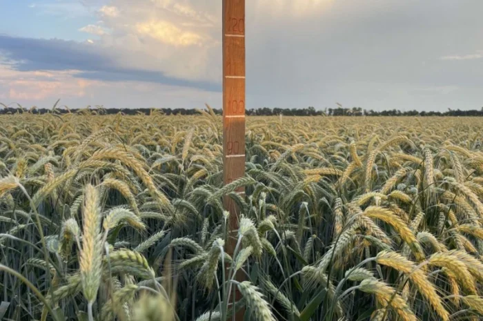 Продаж насіння тритикале дворучки Єгор- фото № 2