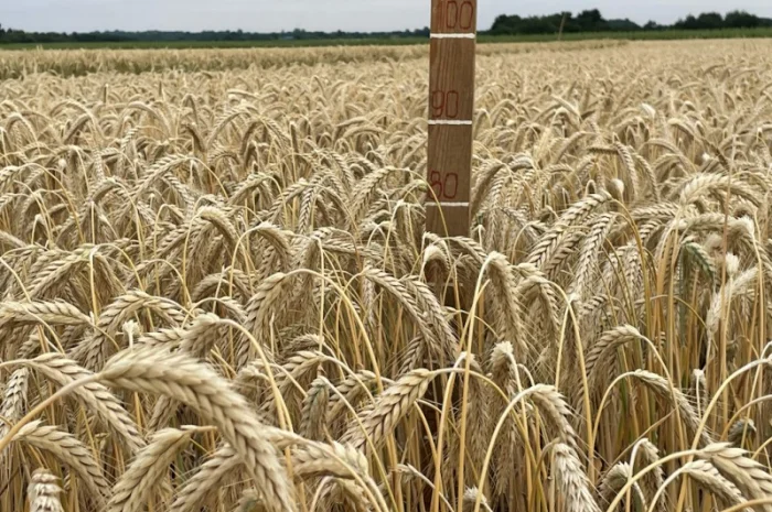 Продаж насіння тритикале дворучки Єгор- фото № 3