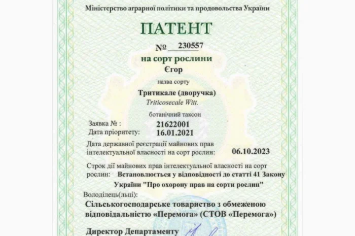 Продаж насіння тритикале дворучки Єгор- фото № 4