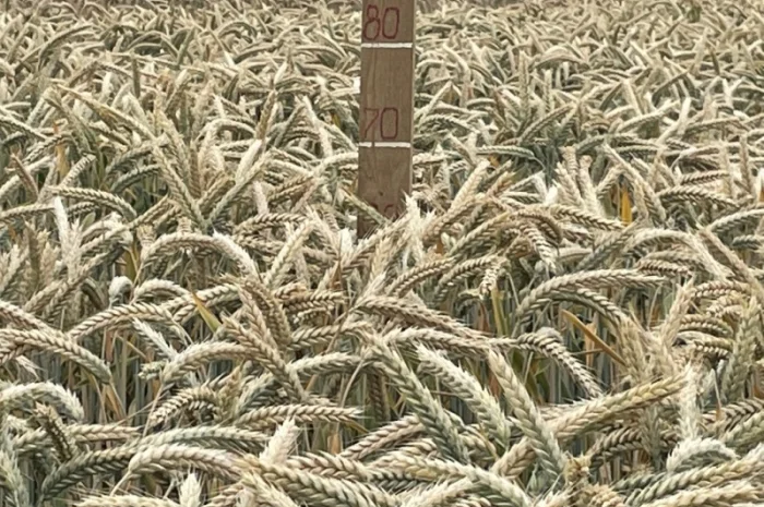 Продажа насіння озимого тритикале сорта Малюк- фото № 3