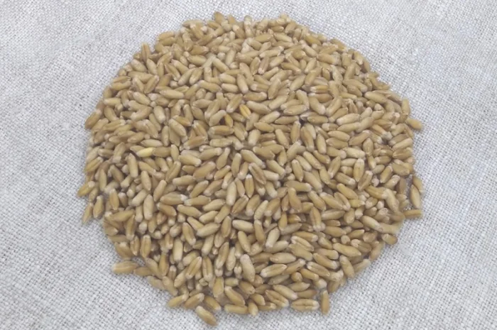 Продажа насіння озимого тритикале сорта Малюк- фото № 5