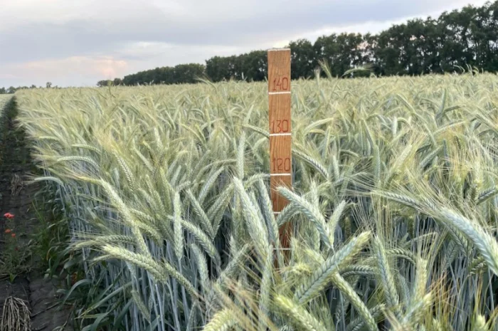 Тритикале озимое Велетень – сорт для успешного урожая- фото № 1