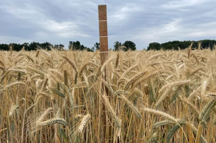 Тритикале озимое Велетень – сорт для успешного урожая- фото № 3