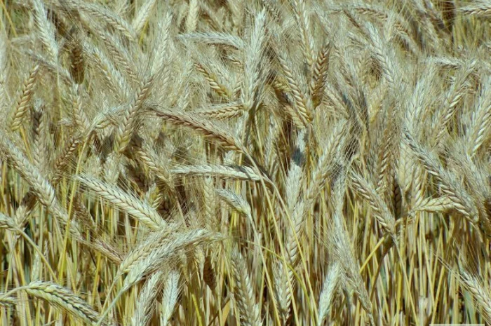 Насіння озимого тритикале, сорт ПАВО- фото № 1