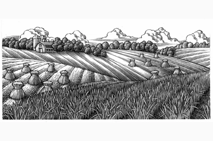 Купуємо ЖИТО. Самовивіз. Швидка оплата- фото № 1