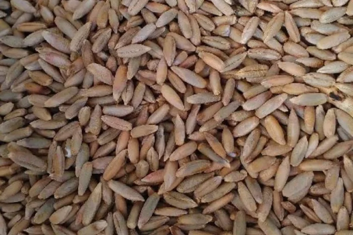 Покупка ржи первой формы- фото № 1