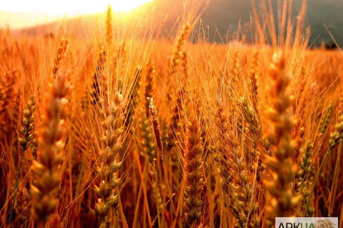 Куплю рожь в любых объемах- фото № 1