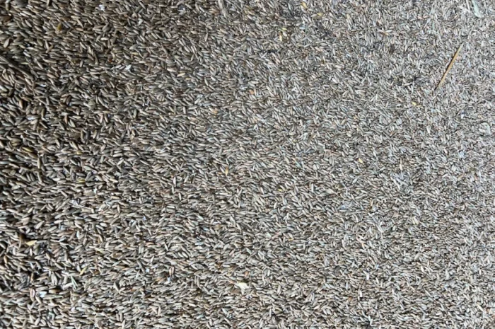 Продается жито с доставкой- фото № 1